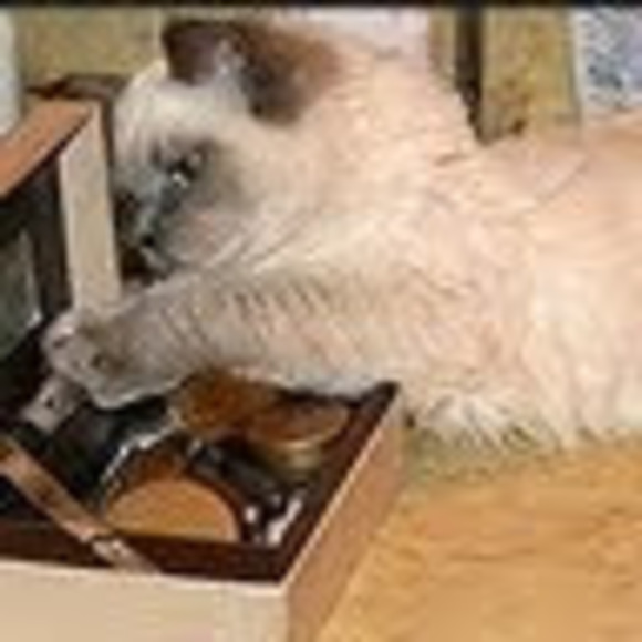 Meet your Posher, Debi - Picture 1 of 1